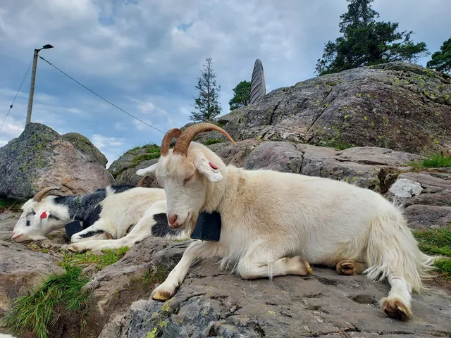 The Fløyen goats