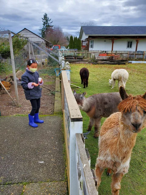 Firwood Farm Alpacas & Gift Shop