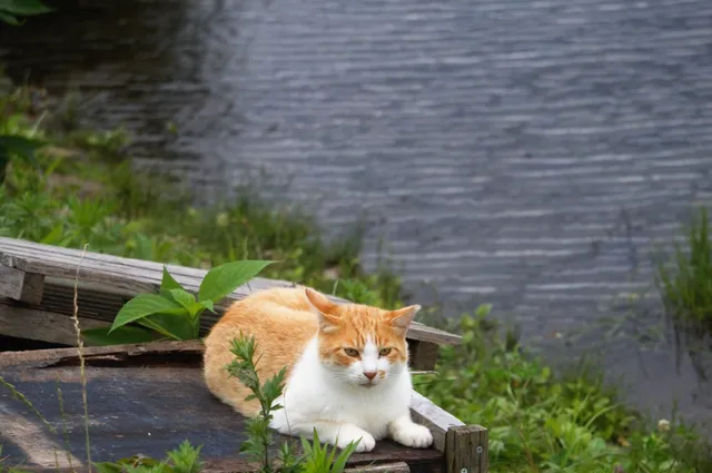 Sagami River Green Space Park