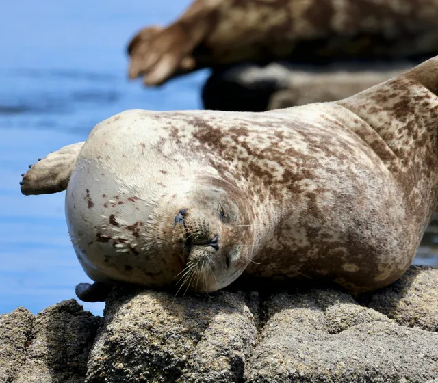 Ketchikan Wildlife Tours