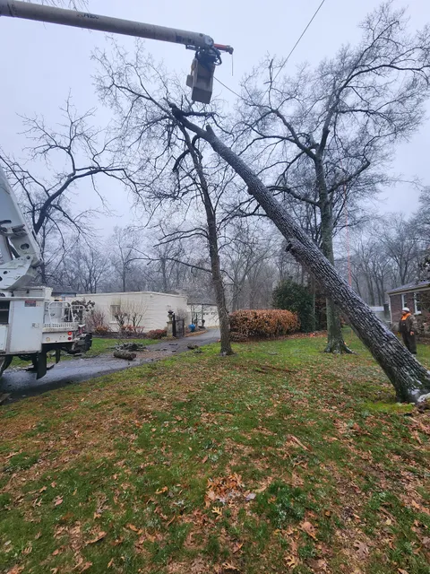 Music City Tree Service