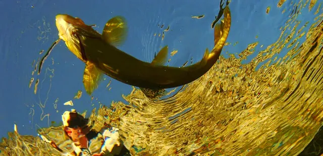 New Mills Trout Fishing Park