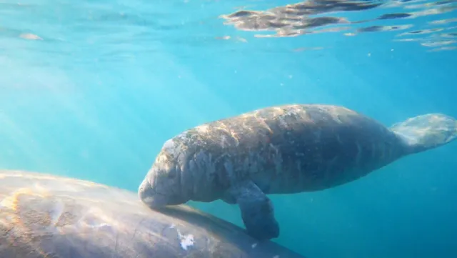 Crystal River Kayak Rentals | Water's Edge Adventures