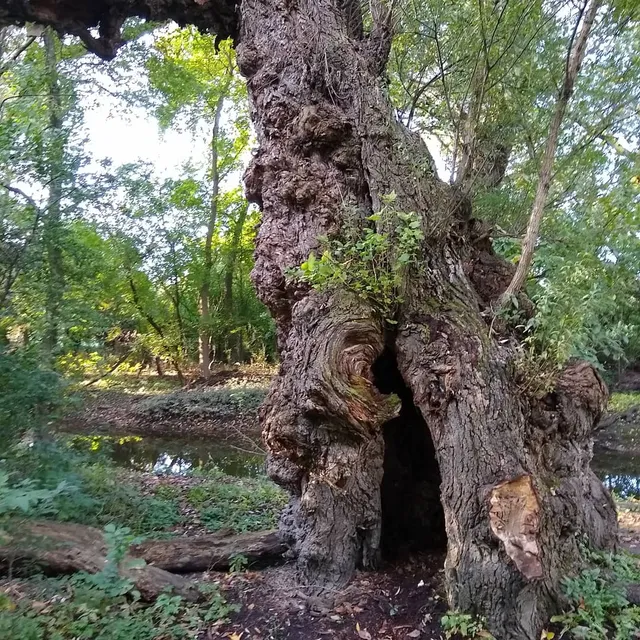 Root River Disc Golf Course