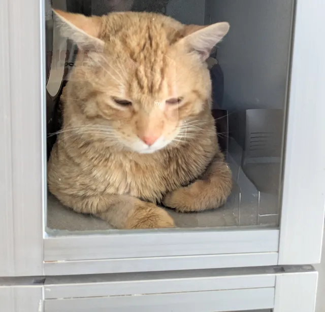 Seattle Area Feline Rescue