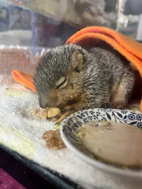 Out-Back Wildlife Rehabilitation Center