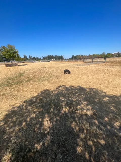 Thurston County Off-Leash Dog Park
