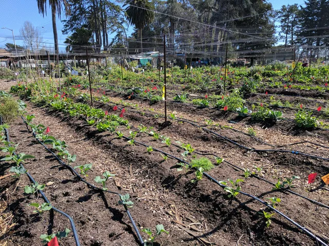 UC Gill Tract Community Farm