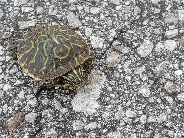 Van Fleet Trail - Polk City Trailhead
