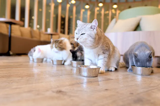 CAT CAFE MOCHA（Akihabara Store）