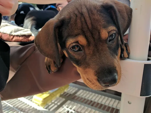 Urban Harvest Farmers Market