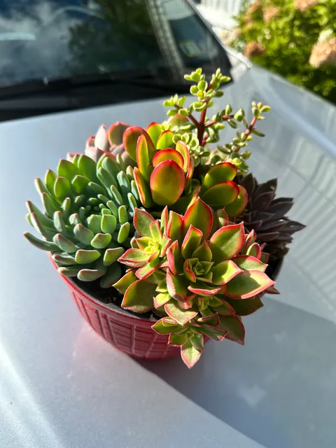 Poorman's Potting Shed & Gift Shop