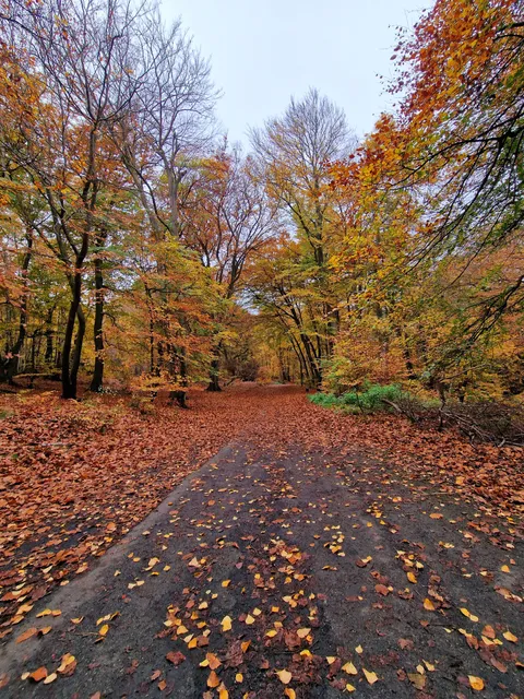 Burnham Beeches