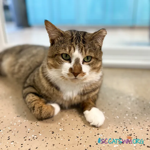 Second Chance Cats of West Michigan