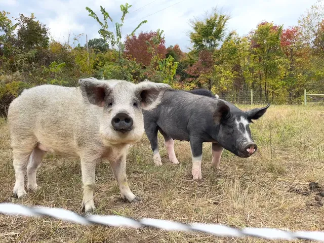 The Farm at Rough River