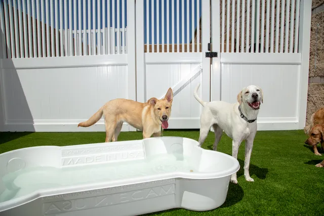 Camp Bow Wow South Asheville