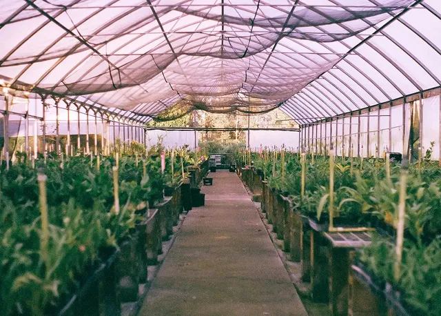 Aloha Hawaii Orchids