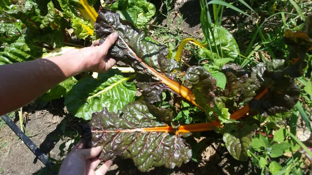 Whistling Thistle Farmstead