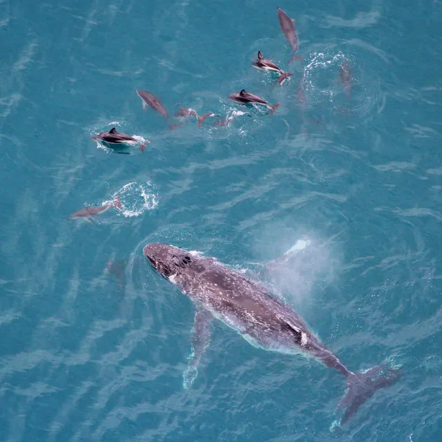 Wings Over Whales | Kaikoura Whale Watching