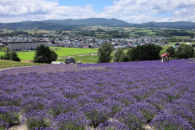 Hinode Park Lavender Garden