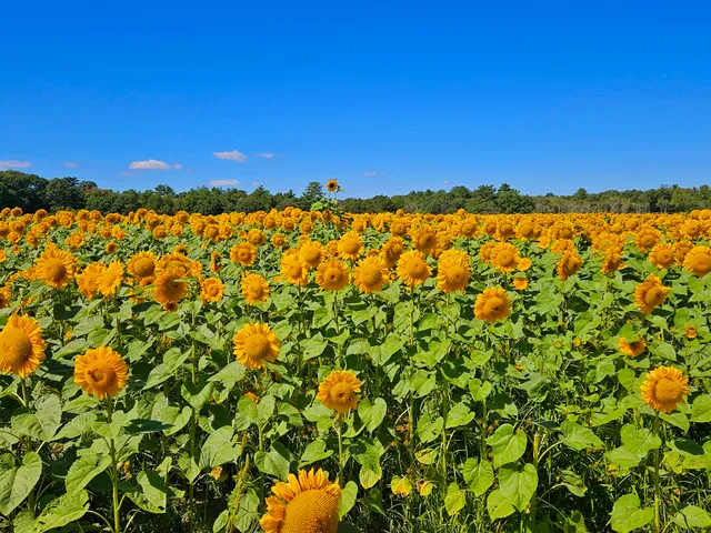 School Street Sunflowers