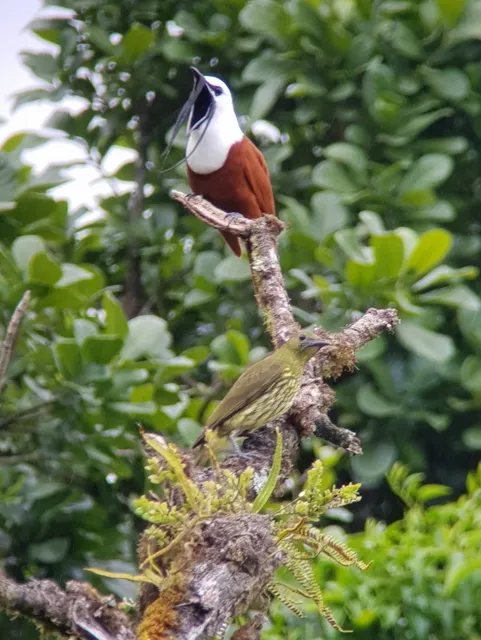 Daywalk Guided Tour.