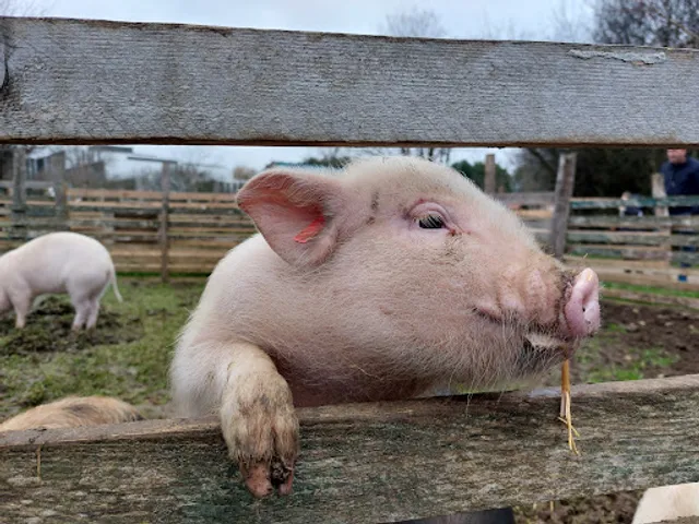 Educational farm The little blade of straw