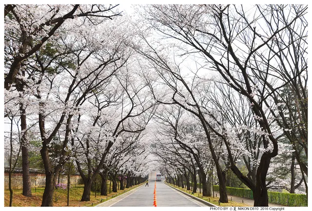 Gasil Cherry Blossom Road