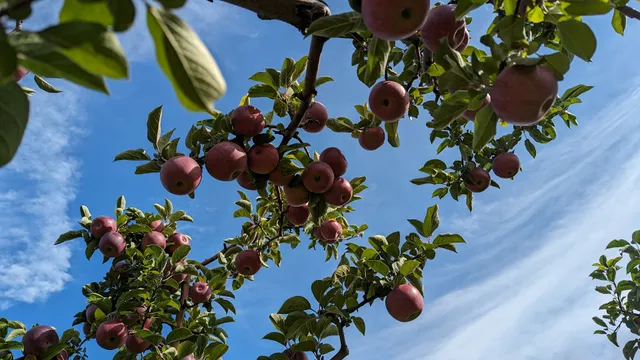 Blackman Homestead Farm