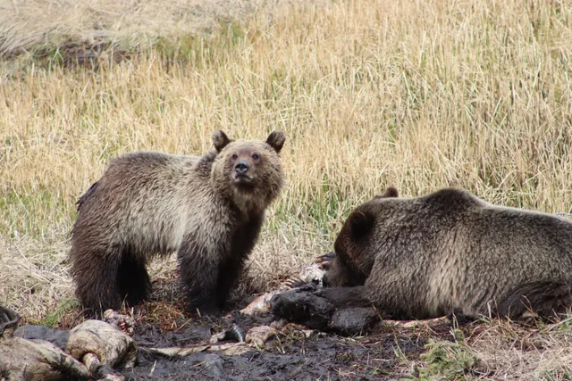 Yellowstone Tours From Jackson Hole - Yellowstone Safari Tours