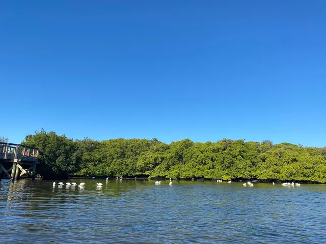 Tocobaga Tours Kayak and Paddleboard Rentals