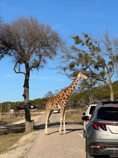Fossil Rim Wildlife Center-Animal Discoveries