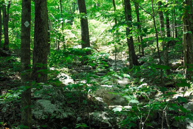 Monte Sano Nature Preserve (Monte Sano South Trailhead)