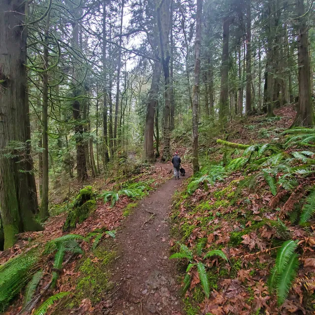 Licorice Fern Trailhead