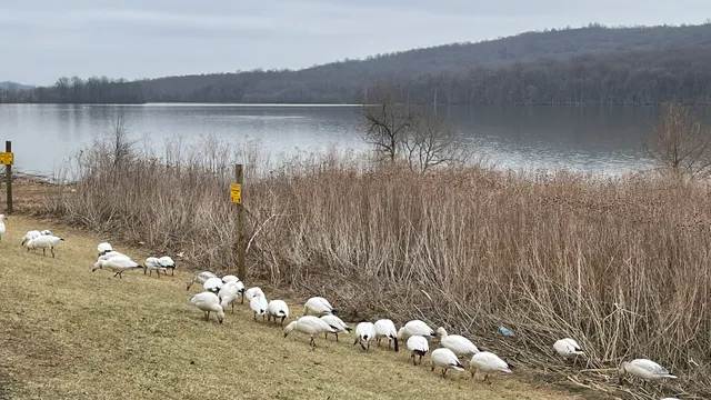 Willow Point - Middle Creek WMA