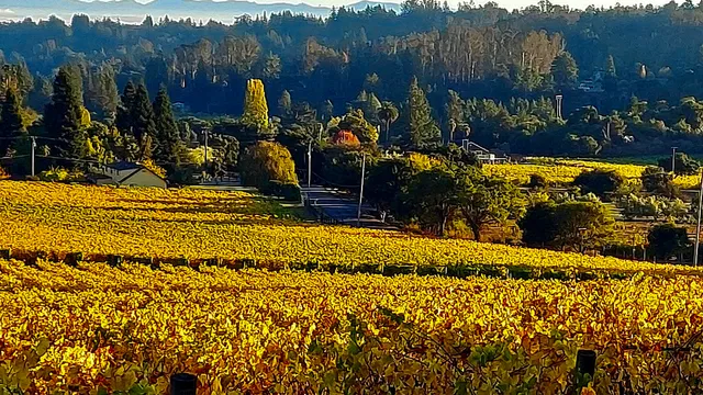 Lester Estate Wines