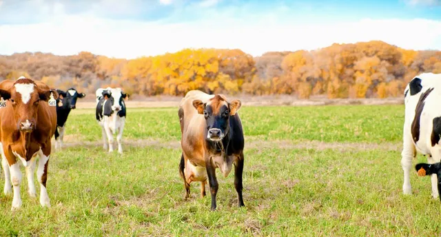 De Smet Dairy and Creamery