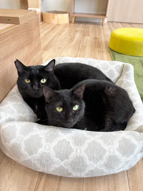 Cat Cafe Nyan's House