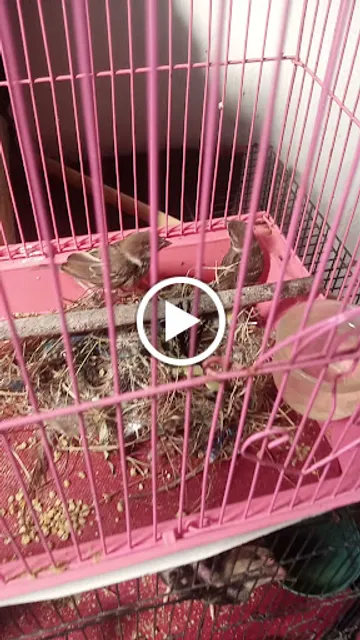 Warung Makan Dua Putri