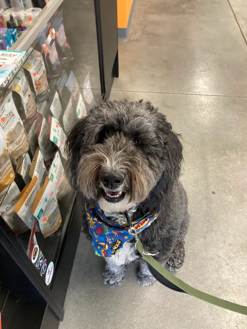 Dingo's Natural Pet Food, Self-Wash & Grooming