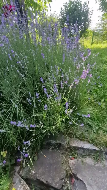 Портите / The Gates