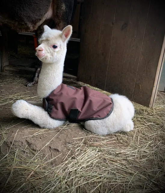 Lilly Mountain Alpacas and store