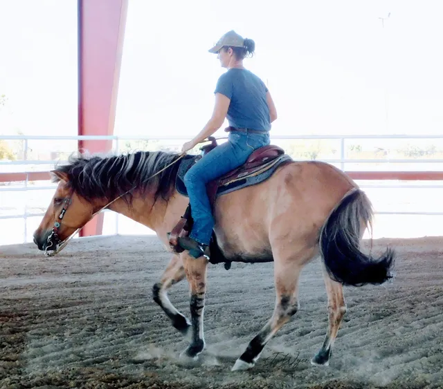 Marissa Mendoza Performance Horses