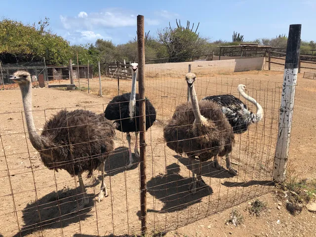 Curaçao Ostrich Farm