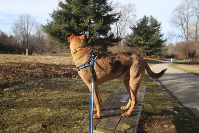 Desert Breeze Dog Park
