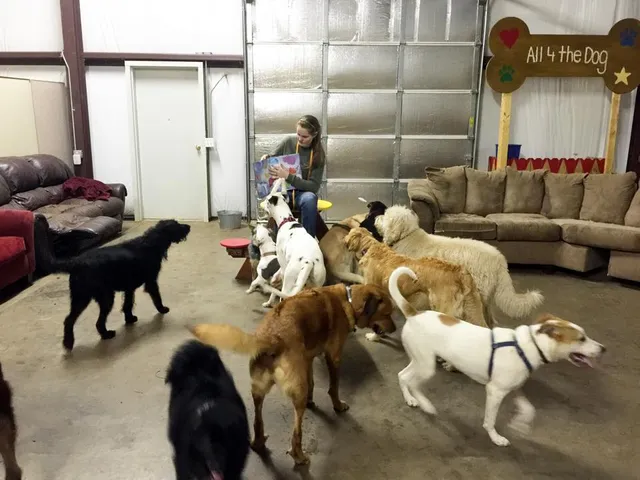 All 4 The Dog Daycare & Spa