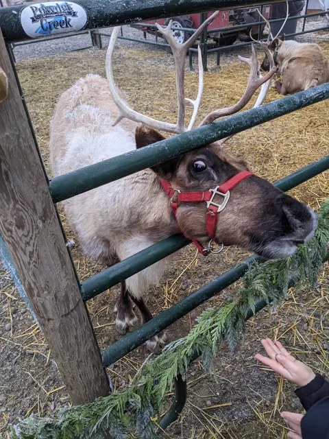 Gasseling Ranches Christmas Tree Farm