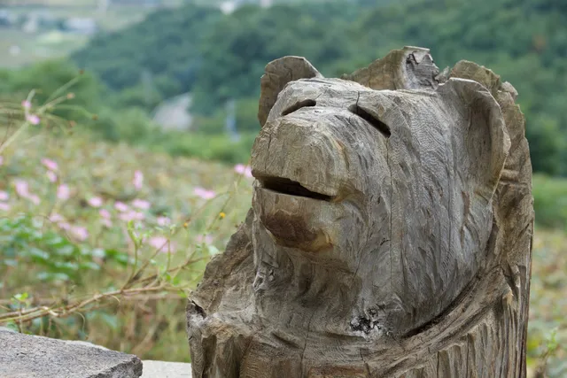 Pine Wood O Camping Ground