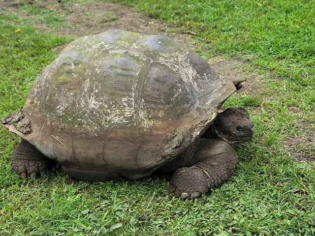 Rancho Primicias - Giant Tortoise Reserve