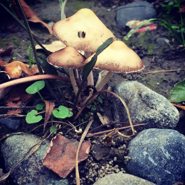 San Tomas Aquino/ Saratoga Creek Trail